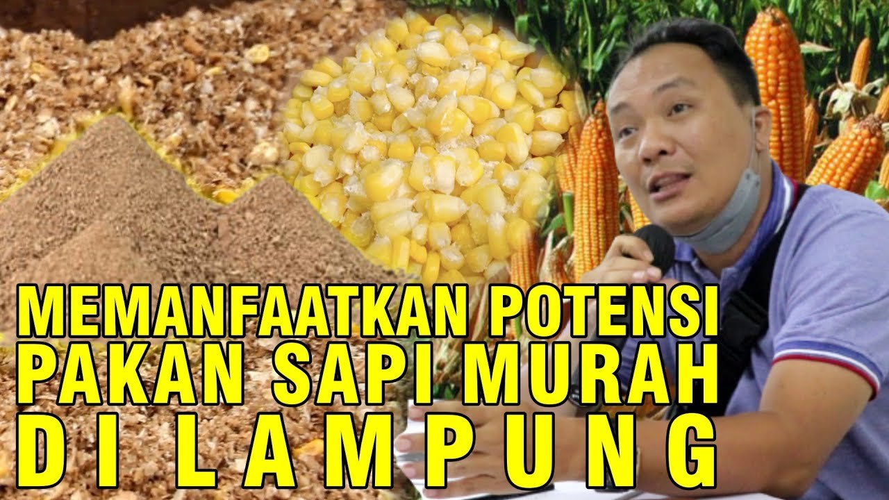 
                                 Pakan-Ternak-Sapi-Murah-Di-Lampung